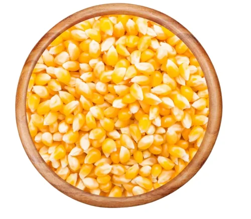 Maize-e1719999212549-1024x895